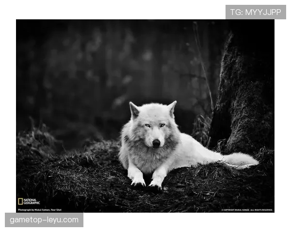 芬兰球迷“雪鸮军团”闪耀国际赛场，以团结与热情点燃赛事激情